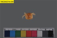 藏品(短指和尚蟹)的圖片